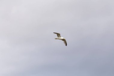 Martı gökyüzünde uçar