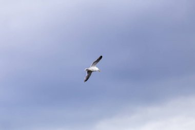 Martı gökyüzünde uçar