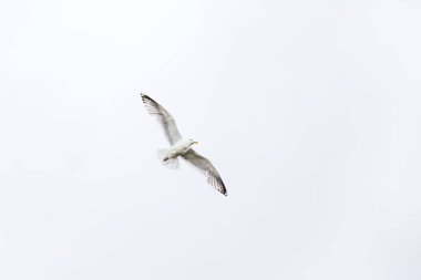 Martı gökyüzü - beyaz arka plan üzerinde uçar