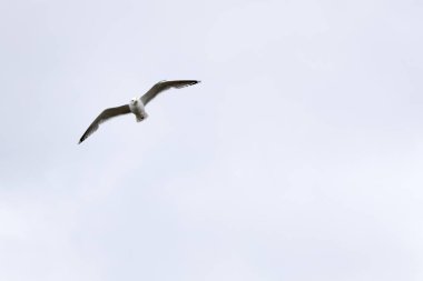 Martı gökyüzünde uçar