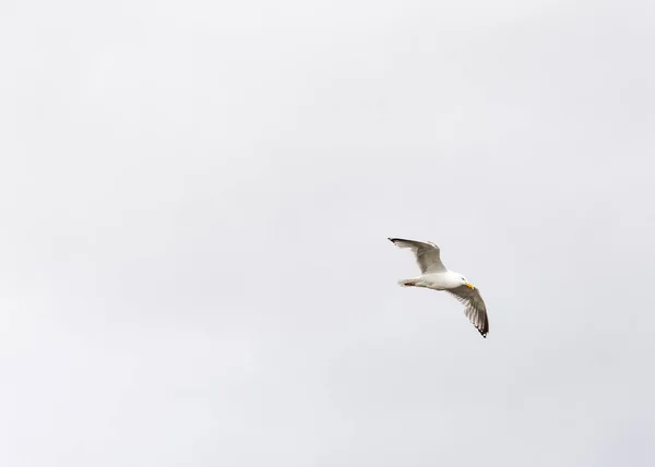 Чайка Летить Небі Білий Фон — стокове фото