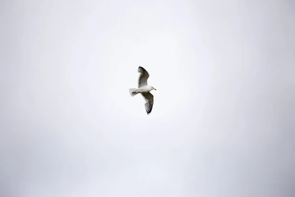 Mouette Vole Sur Ciel — Photo