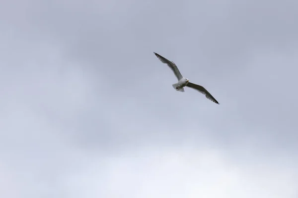 Seagull Flies Sky — Stock Photo, Image