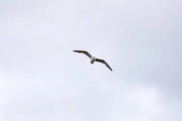 Чайка Летить Небу — стокове фото