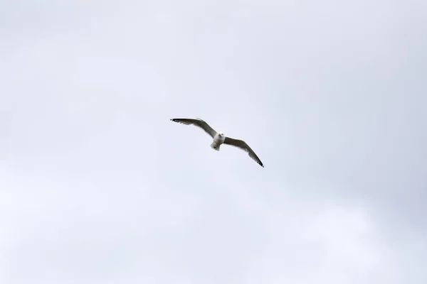 Gaivota Voa Céu — Fotografia de Stock