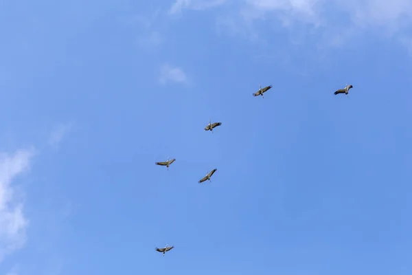 Guindastes Comuns Céu Céu Azul Nuvens Brancas — Fotografia de Stock