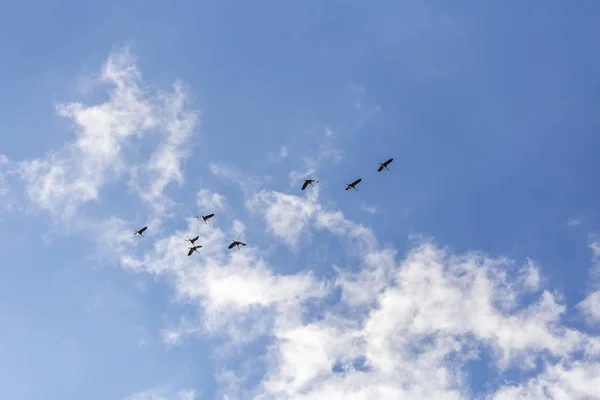 Guindastes Comuns Céu Céu Azul Nuvens Brancas — Fotografia de Stock