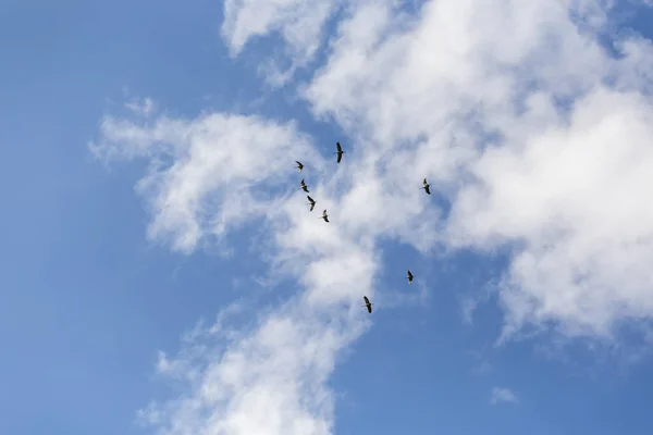 Grúas Comunes Cielo Cielo Azul Nubes Blancas — Foto de Stock