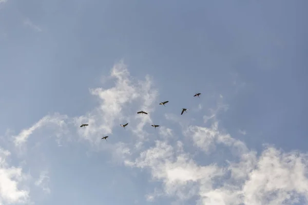 Guindastes Comuns Céu Céu Azul Nuvens Brancas — Fotografia de Stock