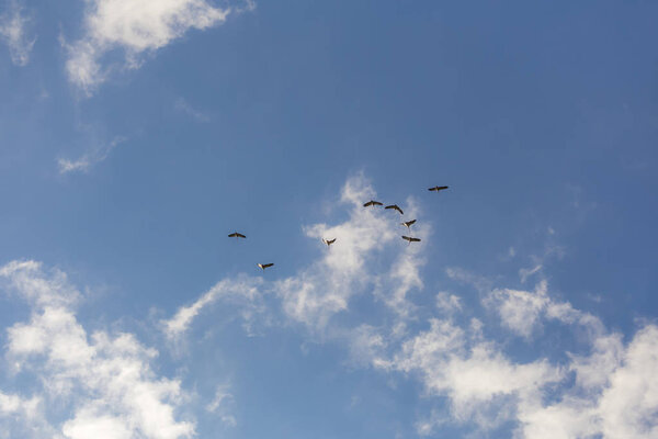 common cranes in the sky - blue sky and white clouds