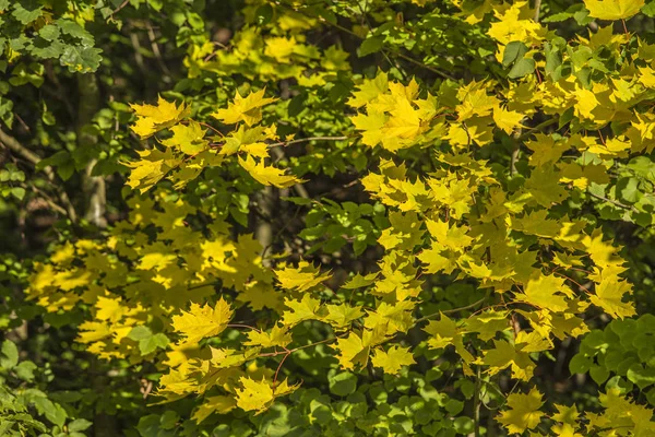 Клен Осенью Много Желтых Листьев — стоковое фото