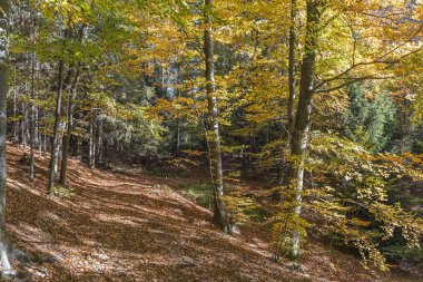 ağaçlarda renkli yaprakları