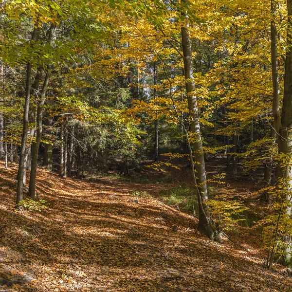 Colorful Leaves Trees — Stock Photo, Image