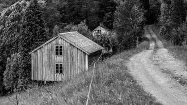 Bir orman kayıp ve terk edilmiş yerlerde