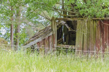 Bir orman kayıp ve terk edilmiş yerlerde