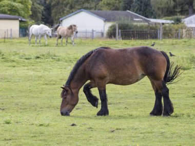 Kahverengi at çayırda