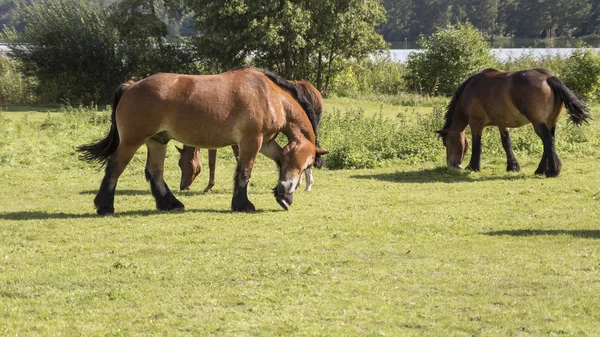 Three Horses Meadow — Stock Photo, Image