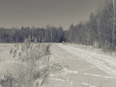 Kuru ot ve kel ağaçlar, karlı manzara