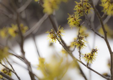 Kışın hamamelis bloom