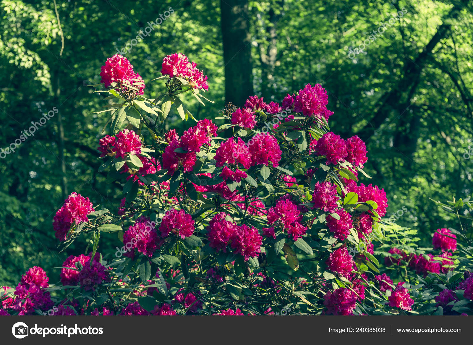 Beautiful Colors Rhododendron Flowers Stock Photo C Oegge Arcor De 240385038