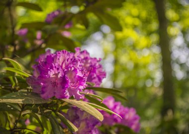 ormangülü çiçek güzel renkler
