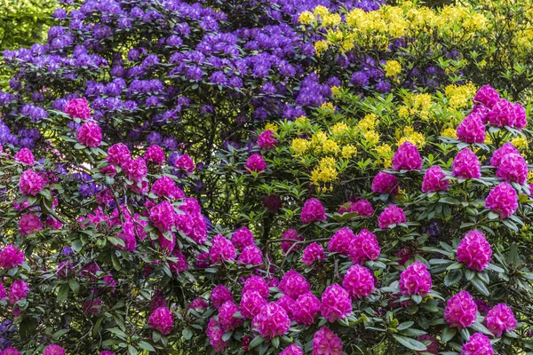 Krásné Barvy Květů Rododendronů — Stock fotografie