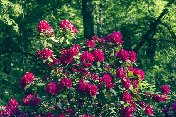 Krásné Barvy Květů Rododendronů — Stock fotografie