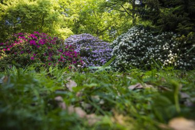 ormangülü çiçek güzel çiçeği