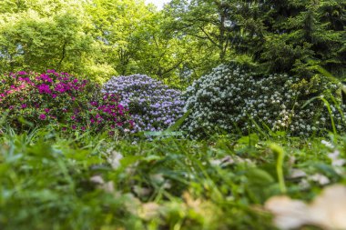 ormangülü çiçek güzel çiçeği