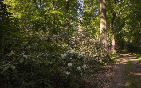 Camino Parque Rododendros — Foto de Stock