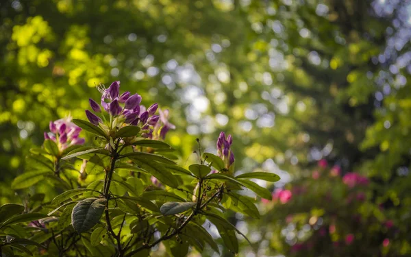 Krásné Květy Rododendronů Květů — Stock fotografie