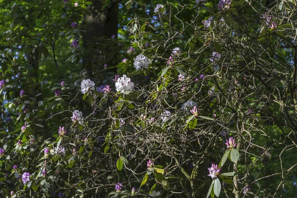 Прекрасный Цветок Рододендрона — стоковое фото