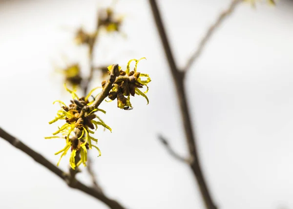 Witch hazel çiçeği