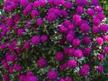 ormangülü parkta güzel çiçekler