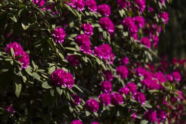 ormangülü parkta güzel çiçekler