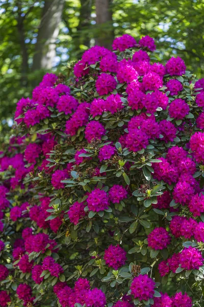 Krásné květiny v rhododendron parku — Stock fotografie