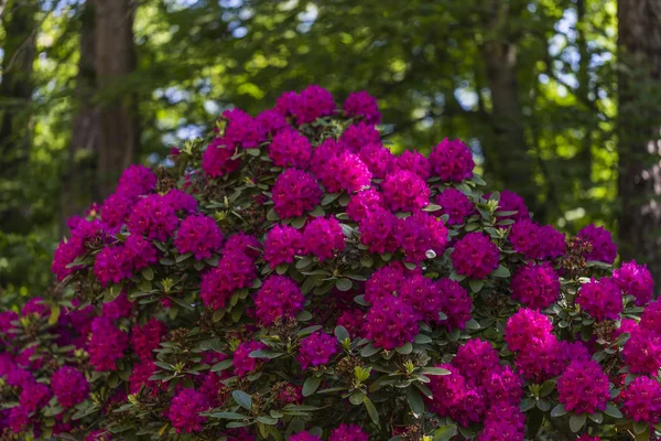 Красиві квіти в парку Рододендрон — стокове фото