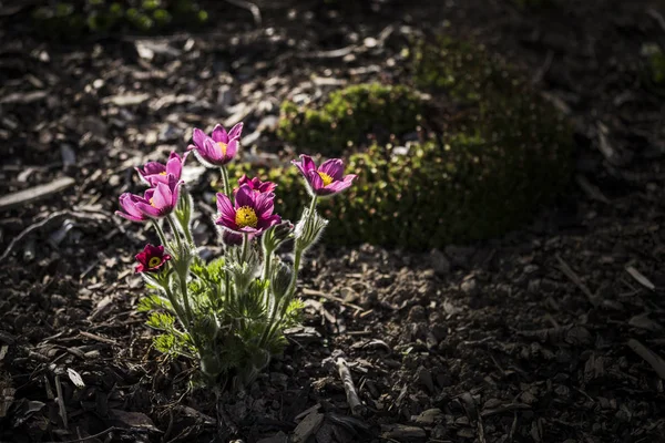 Pulsatilla vulgaris no jardim — Fotografia de Stock