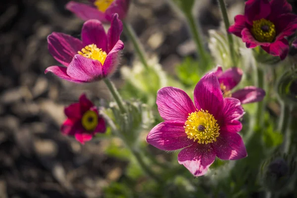 Fleur de la pulsatilla vulgaris dans le jardin — Photo