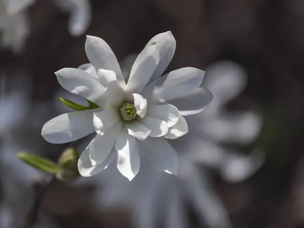 Biały kwiat magnolia Gwiaździsta — Zdjęcie stockowe