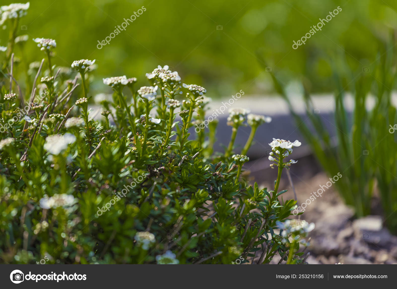 Thyme Flowers In The Herb Garden Stock Photo C Oegge Arcor De