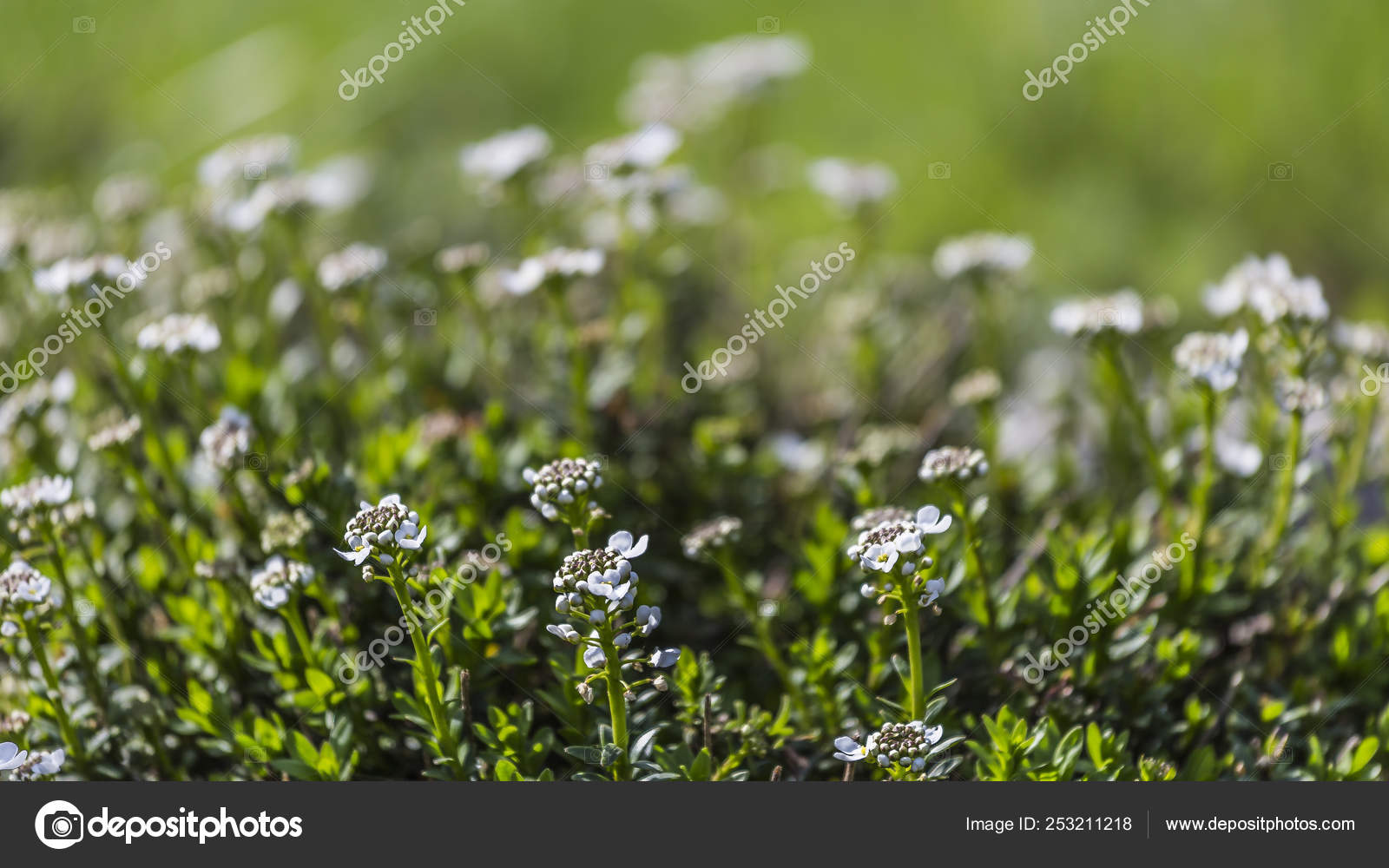 Thyme Flowers In The Herb Garden Stock Photo C Oegge Arcor De