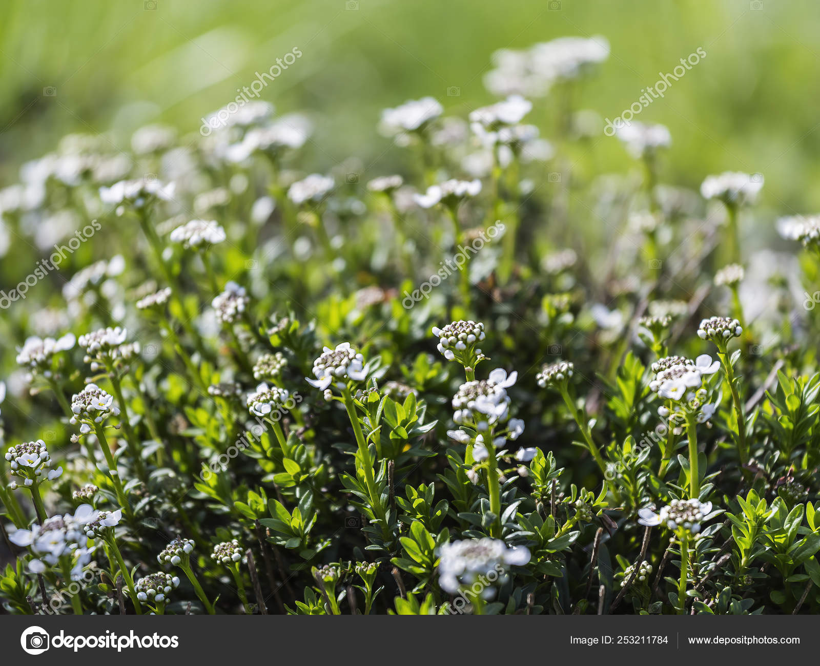Thyme Flowers In The Herb Garden Stock Photo C Oegge Arcor De