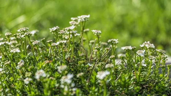 Herb Bahçe kekik çiçekleri — Stok fotoğraf