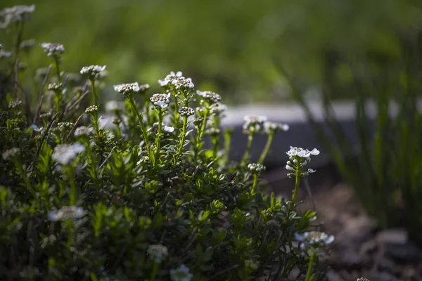 Herb Bahçe kekik çiçekleri Telifsiz Stok Fotoğraflar