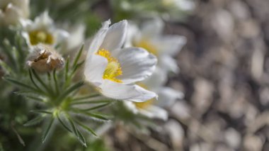 Bahçe Pulsatilla vulgaris