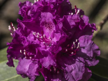güzel Rhododendron Blossom
