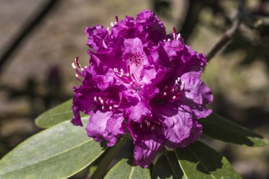 güzel Rhododendron Blossom