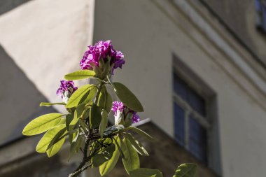 güzel Rhododendron çiçeği ve eski ev