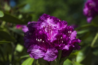 güzel Rhododendron Blossom